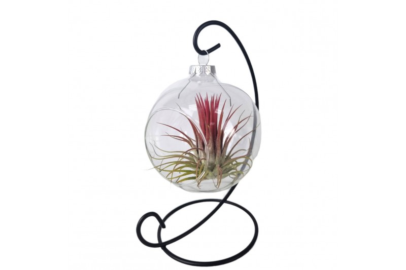 Tillandsia arrangement Christmas ball hanger mix 