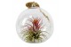 Tillandsia arrangement tillandsia hangbol red 1 pp 