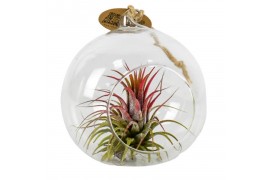 Tillandsia arrangement tillandsia hangbol red 1 pp