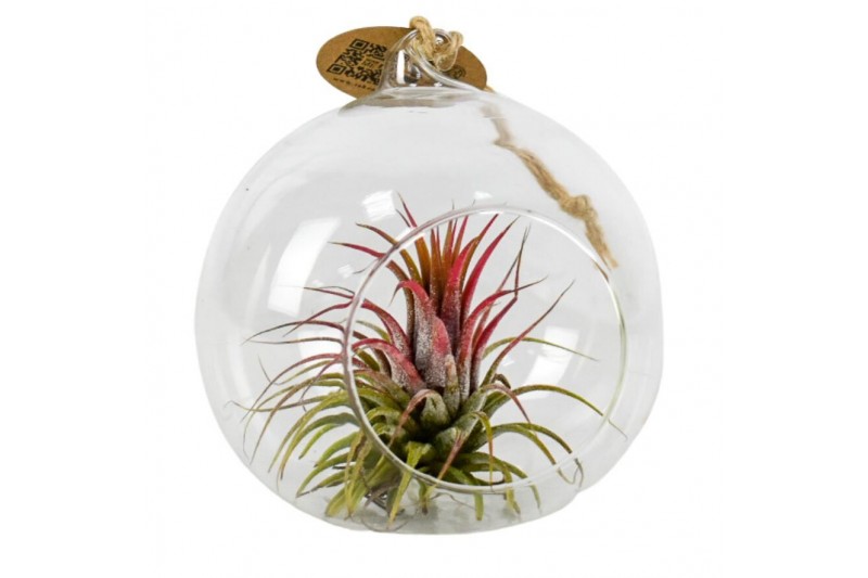 Tillandsia arrangement tillandsia hangbol red 1 pp 