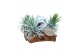 Tillandsia Christmas kurk 