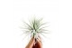 Tillandsia ionantha snow 