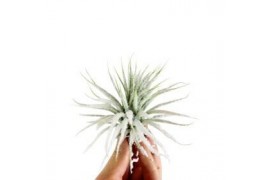 Tillandsia ionantha snow