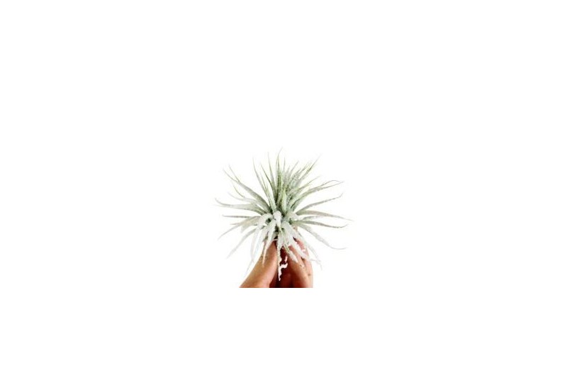 Tillandsia ionantha snow 
