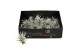 Tillandsia ionantha snow 