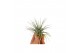 Tillandsia tillandsia ionantha groen met zilver glitter 1 bl. 