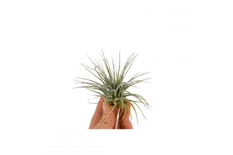 Tillandsia tillandsia ionantha groen met zilver glitter 1 bl. 