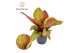 Philodendron prince of orange decorum 