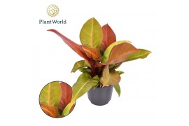 Philodendron prince of orange decorum