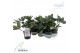 Helleborus Frostkiss Magico Groen 