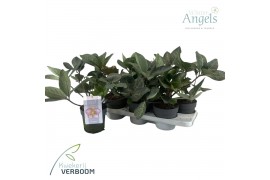 Helleborus Frostkiss Magico Groen