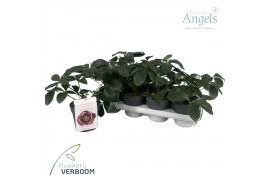 Helleborus orientalis Rubina - Groen