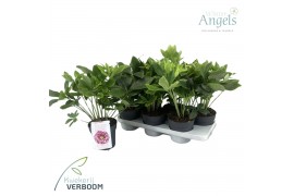 Helleborus orientalis Larissa - Groen
