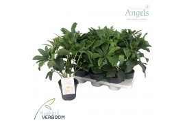 Helleborus orientalis Dafine - Groen