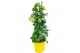 Citrus limon piramide 