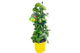 Citrus limon piramide