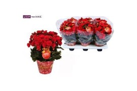 Begonia elatior du. grace Winterbegonia Grace met glitter Gold 14cm
