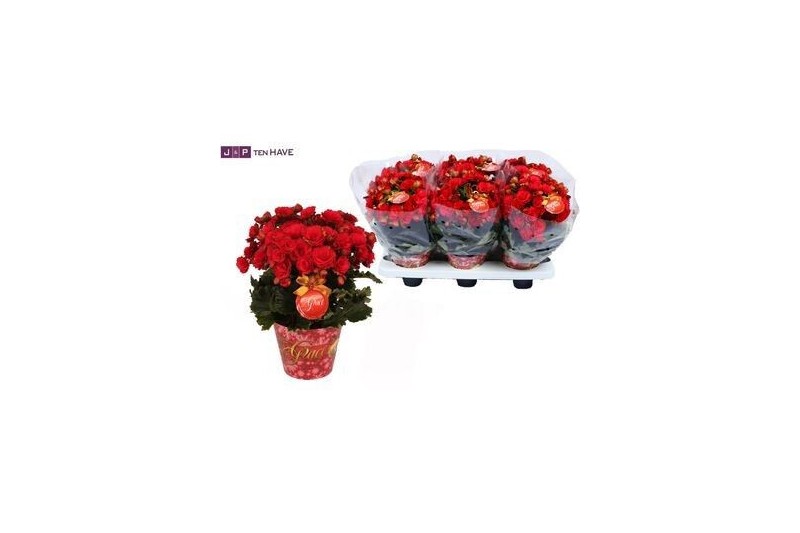 Begonia elatior du. grace Winterbegonia Grace met glitter Gold 14cm Begonia elatior du. grace Winterbegonia Grace met glitter Gold 14cm