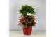 Ardisia crenata bos premium rood bes 4 met decopot rood 
