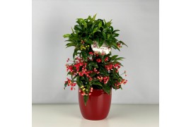 Ardisia crenata bos premium rood bes 4 met decopot rood