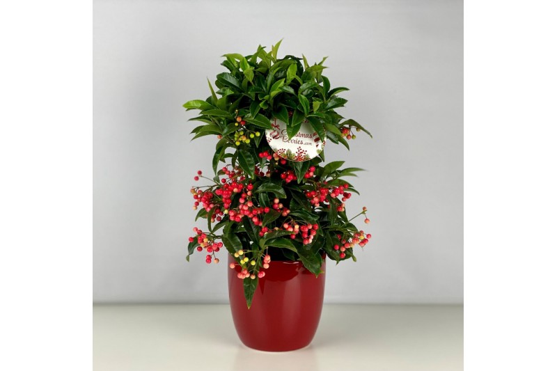 Ardisia crenata bos premium rood bes 4 met decopot rood 