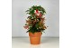 Ardisia crenata bos premium Rood bes - Terracotta Pot 