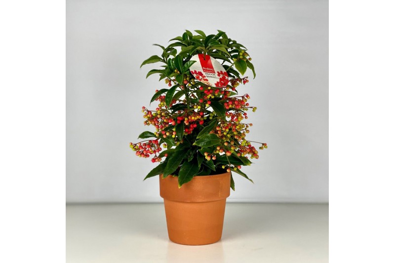 Ardisia crenata bos premium Rood bes - Terracotta Pot 