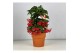 Ardisia crenata bos premium Rood bes - Terracotta Pot 