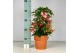 Ardisia crenata bos premium Rood bes - Terracotta Pot 
