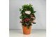Ardisia crenata bos premium Rood bes - Terracotta Pot 