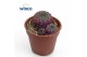 Rebutia muscula Sulcorebutia Rauschii (red) 