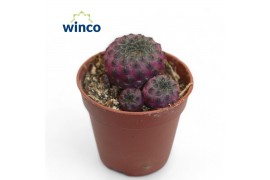 Rebutia muscula Sulcorebutia Rauschii (red)