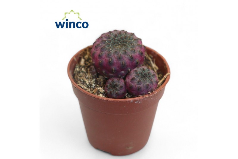 Rebutia muscula Sulcorebutia Rauschii (red) 
