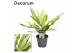 Aglaonema white lance Decorum 