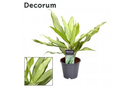 Aglaonema white lance Decorum