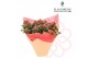 Rhododendron simsii rood Azalea Flandresse® Kersthoes 