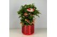 Ardisia crenata bos premium rood bes 4 met decopot Toro 