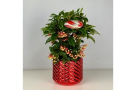 Ardisia crenata bos premium rood bes 4 met decopot Toro