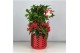 Ardisia crenata bos premium rood bes 4 met decopot Toro 