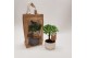 Bonsai mix Pure in Jute Giftbag 