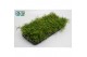 Rhipsalis baccifera oasis 