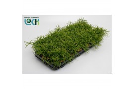 Rhipsalis baccifera oasis
