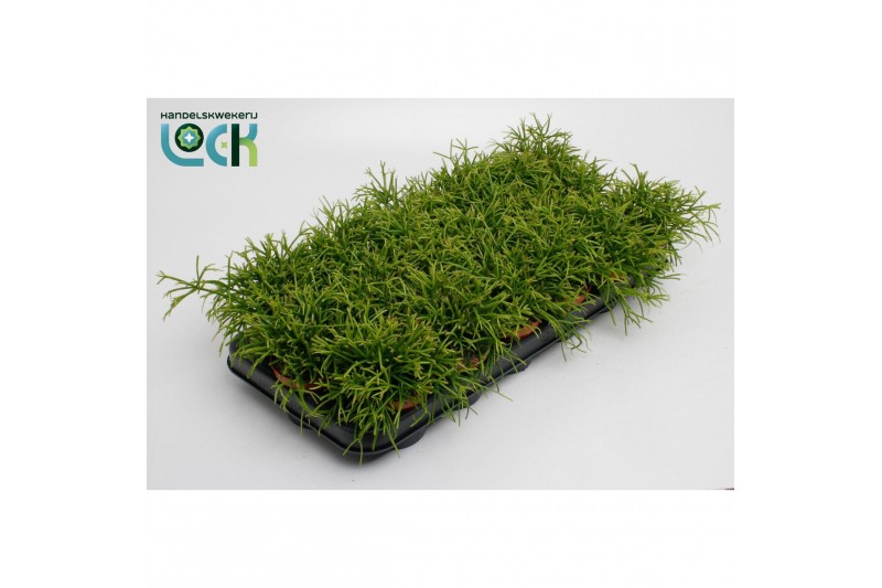Rhipsalis baccifera oasis 