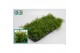 Rhipsalis baccifera oasis 