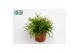 Rhipsalis baccifera oasis 