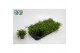 Rhipsalis baccifera oasis 