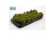 Rhipsalis mesembryanthemoides 