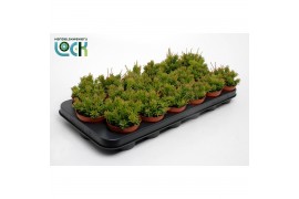 Rhipsalis mesembryanthemoides