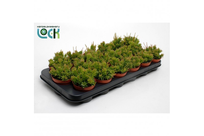 Rhipsalis mesembryanthemoides 