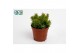 Rhipsalis mesembryanthemoides 
